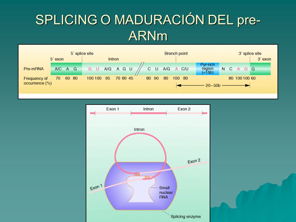 SPLICING O MADURACIÓN DEL pre-ARNm