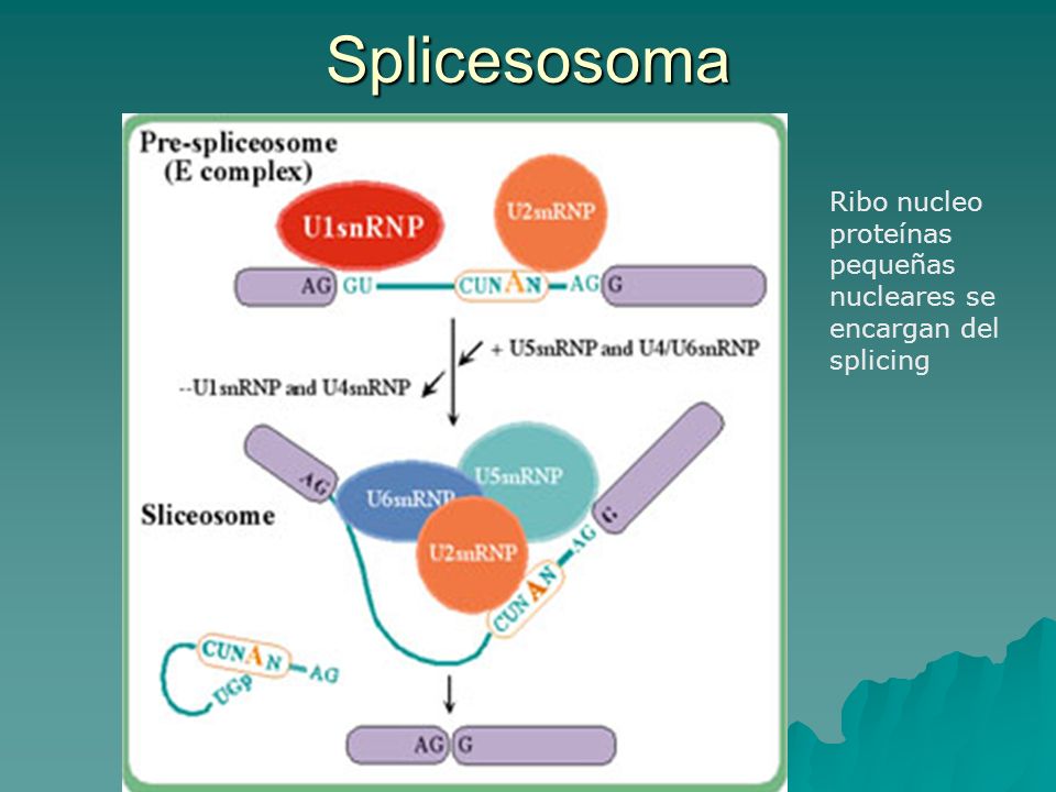 Splicesosoma Ribo nucleo proteínas pequeñas nucleares se encargan del splicing