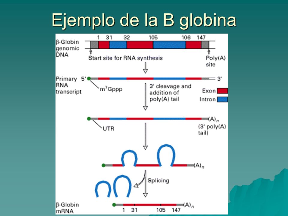 Ejemplo de la B globina
