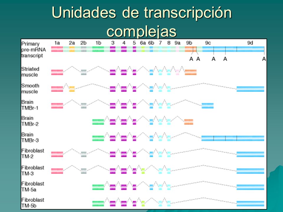 Unidades de transcripción complejas