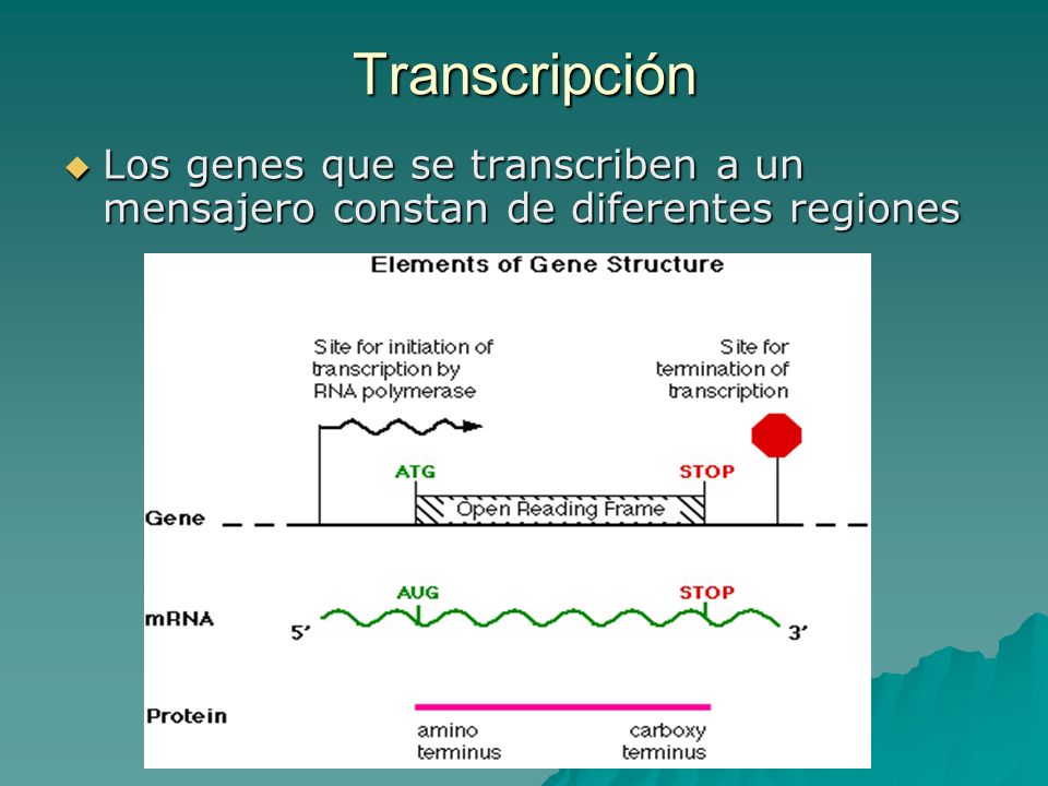 Transcripción Los genes que se transcriben a un mensajero constan de diferentes regiones