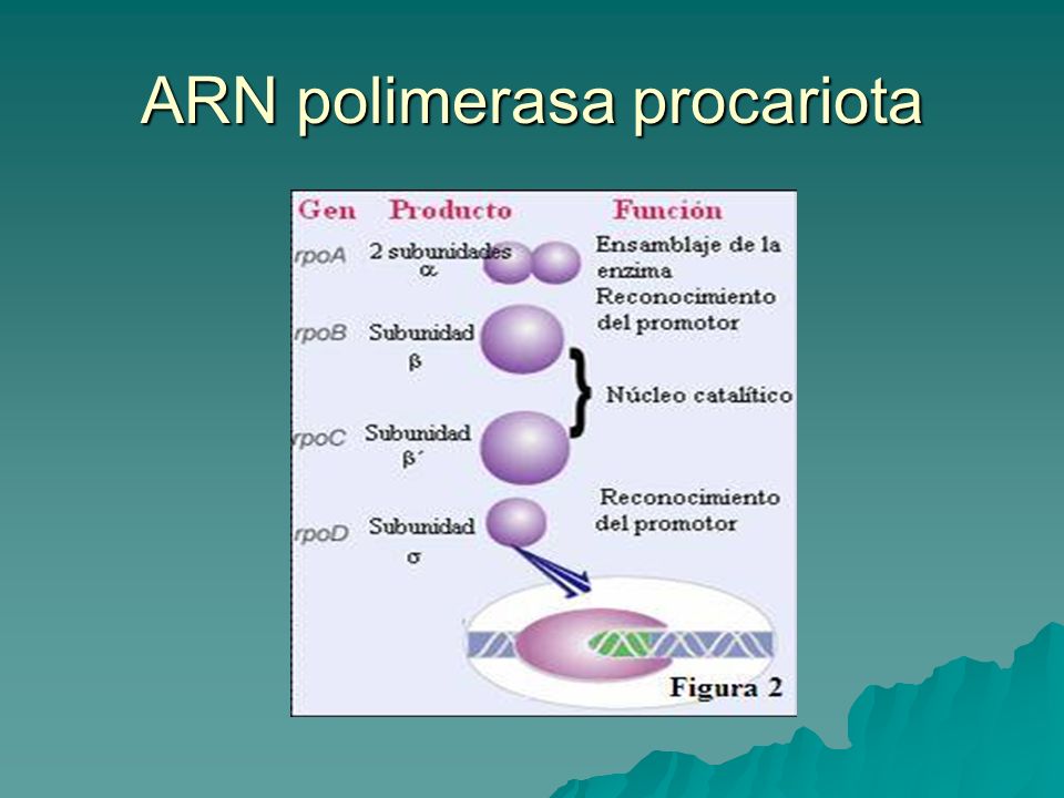 ARN polimerasa procariota
