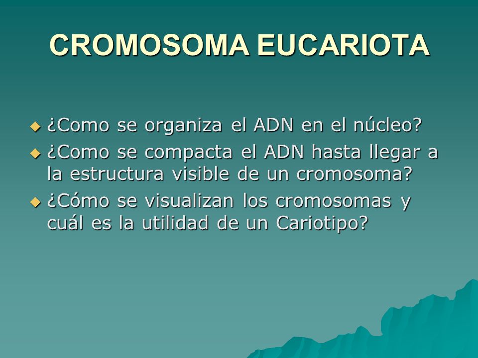 CROMOSOMA EUCARIOTA ¿Como se organiza el ADN en el núcleo