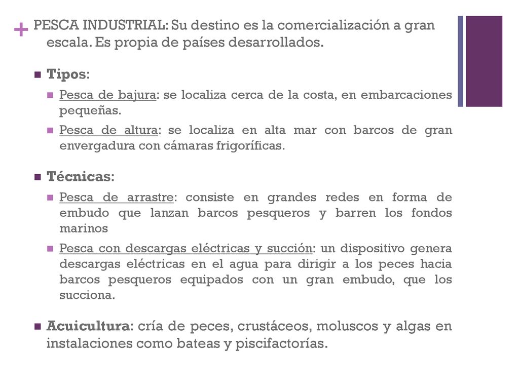 PESCA INDUSTRIAL: Su destino es la comercialización a gran escala