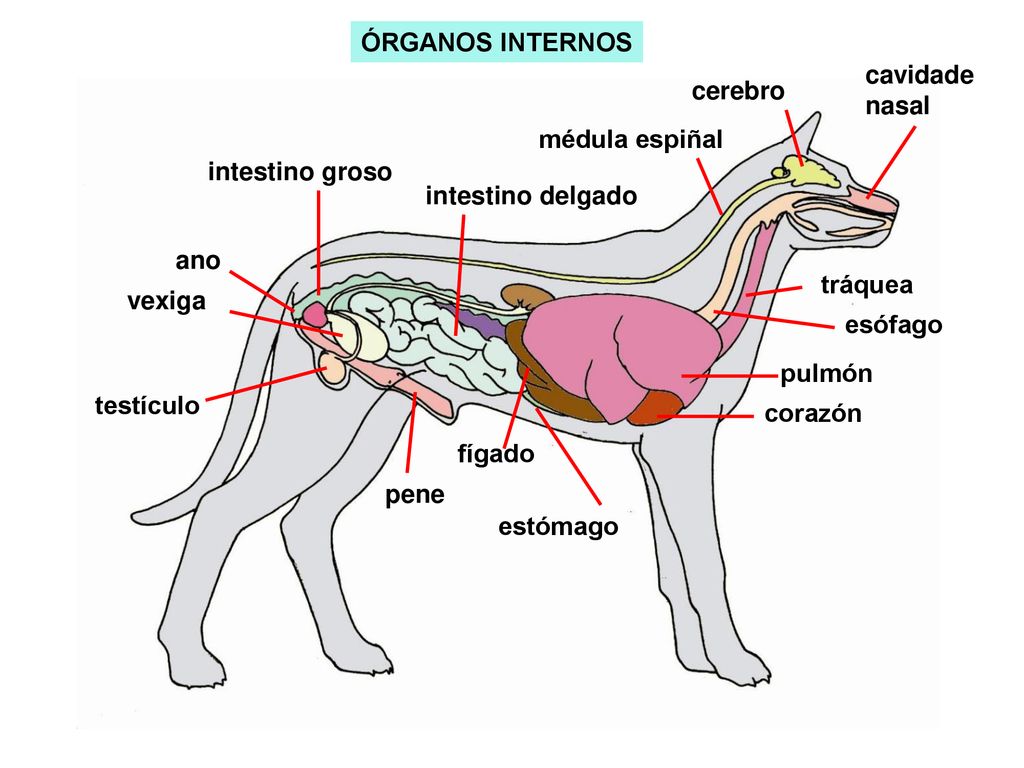 ÓRGANOS INTERNOS cavidade nasal. cerebro. médula espiñal. intestino groso. intestino delgado. ano.