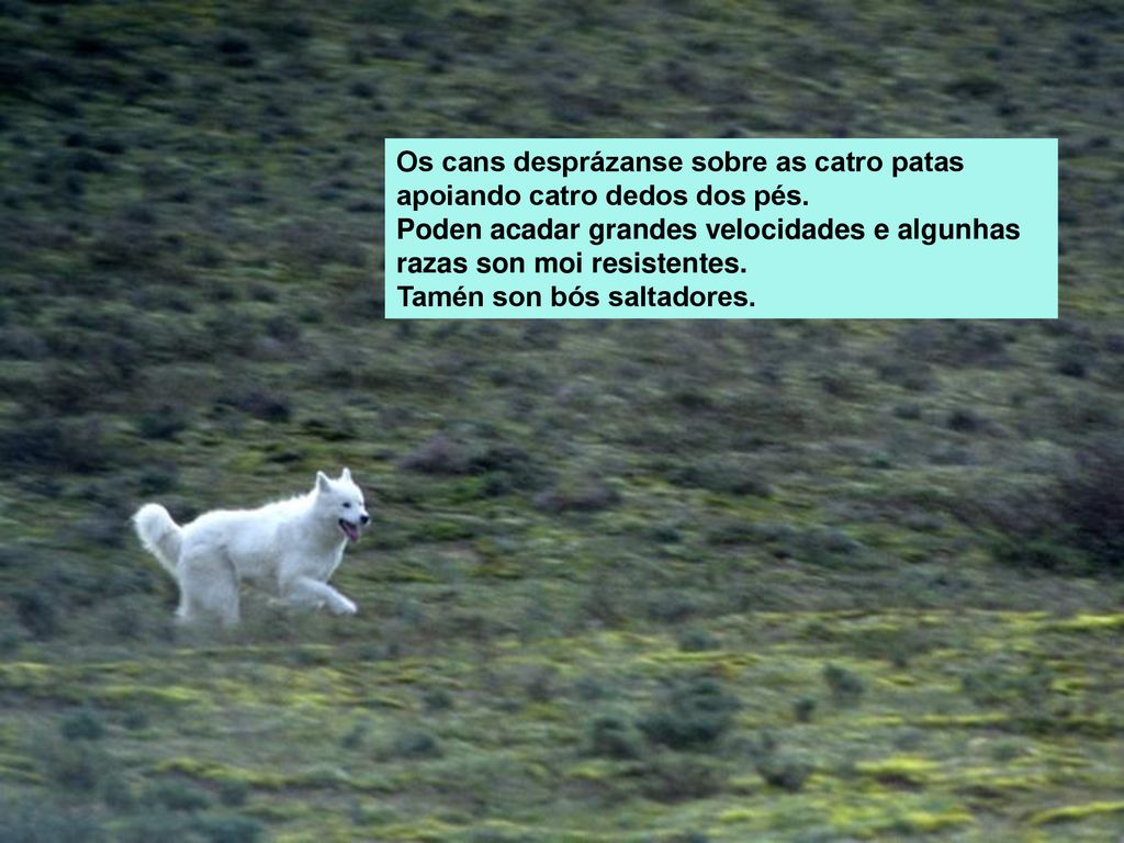 Os cans desprázanse sobre as catro patas apoiando catro dedos dos pés.