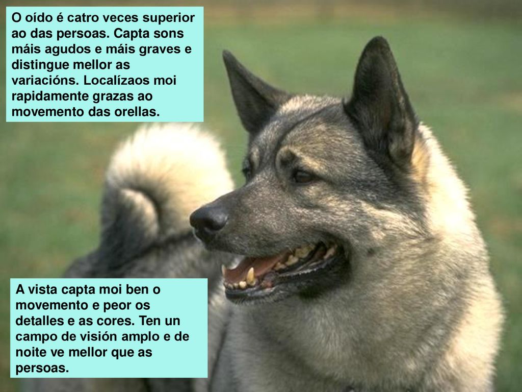 O oído é catro veces superior ao das persoas