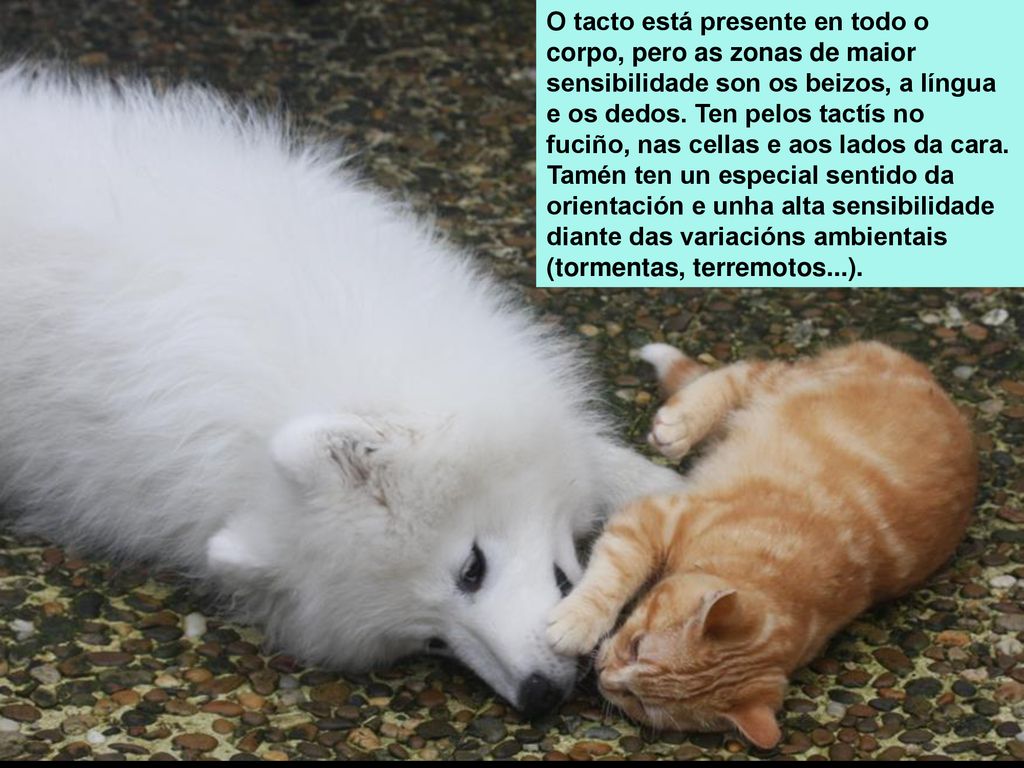 O tacto está presente en todo o corpo, pero as zonas de maior sensibilidade son os beizos, a língua e os dedos. Ten pelos tactís no fuciño, nas cellas e aos lados da cara.