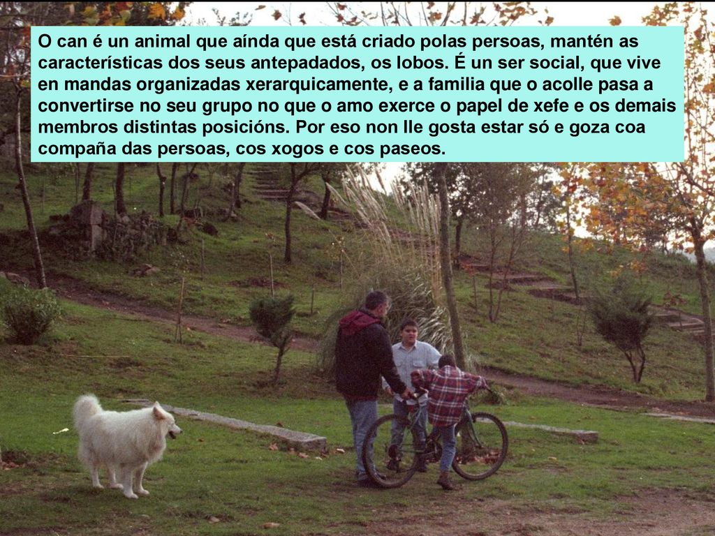 O can é un animal que aínda que está criado polas persoas, mantén as características dos seus antepadados, os lobos.