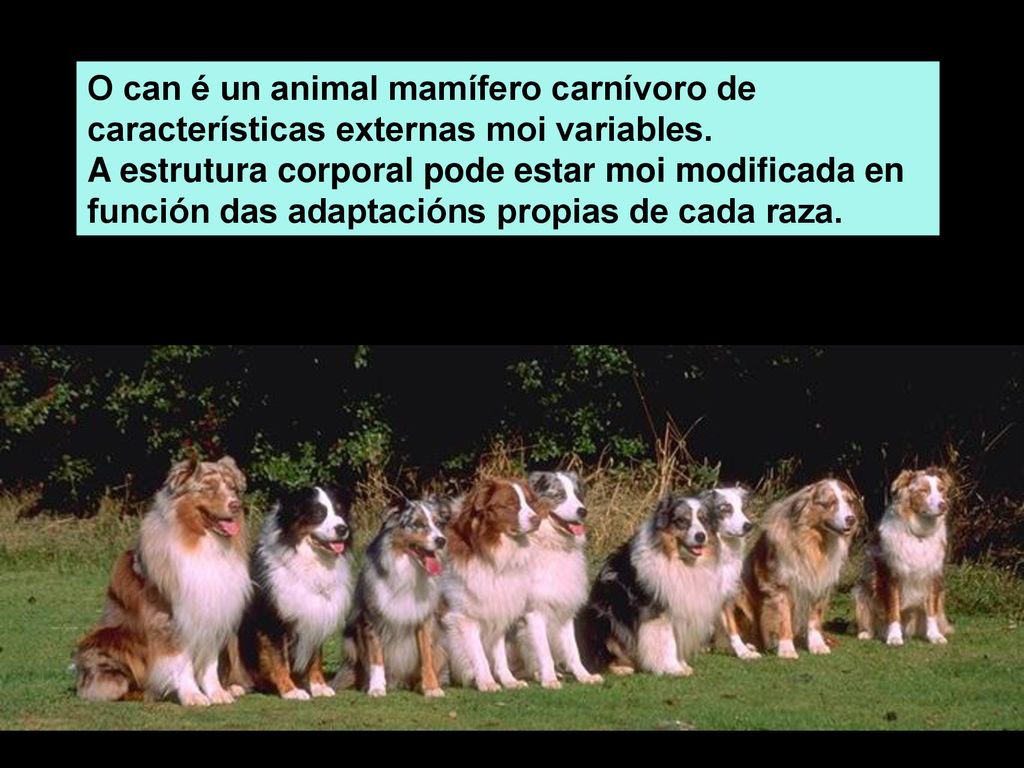 O can é un animal mamífero carnívoro de características externas moi variables.