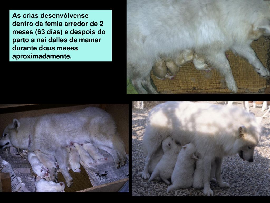 As crías desenvólvense dentro da femia arredor de 2 meses (63 días) e despois do parto a nai dalles de mamar durante dous meses aproximadamente.