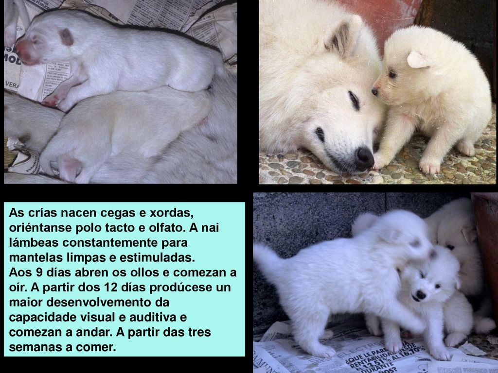 As crías nacen cegas e xordas, oriéntanse polo tacto e olfato