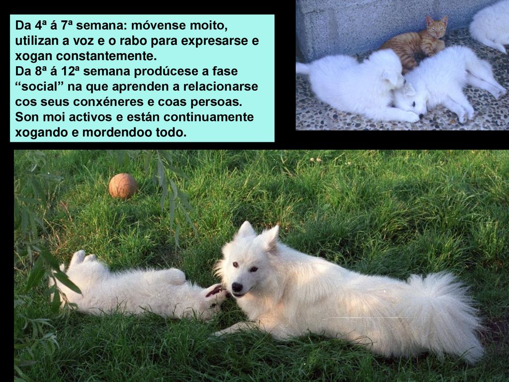 Da 4ª á 7ª semana: móvense moito, utilizan a voz e o rabo para expresarse e xogan constantemente.