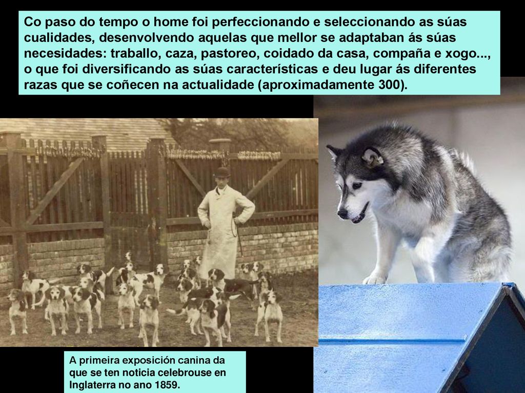 Co paso do tempo o home foi perfeccionando e seleccionando as súas cualidades, desenvolvendo aquelas que mellor se adaptaban ás súas necesidades: traballo, caza, pastoreo, coidado da casa, compaña e xogo..., o que foi diversificando as súas características e deu lugar ás diferentes razas que se coñecen na actualidade (aproximadamente 300).
