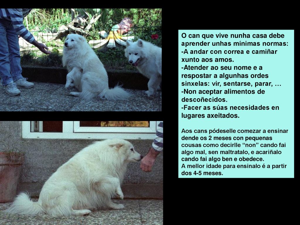 O can que vive nunha casa debe aprender unhas mínimas normas:
