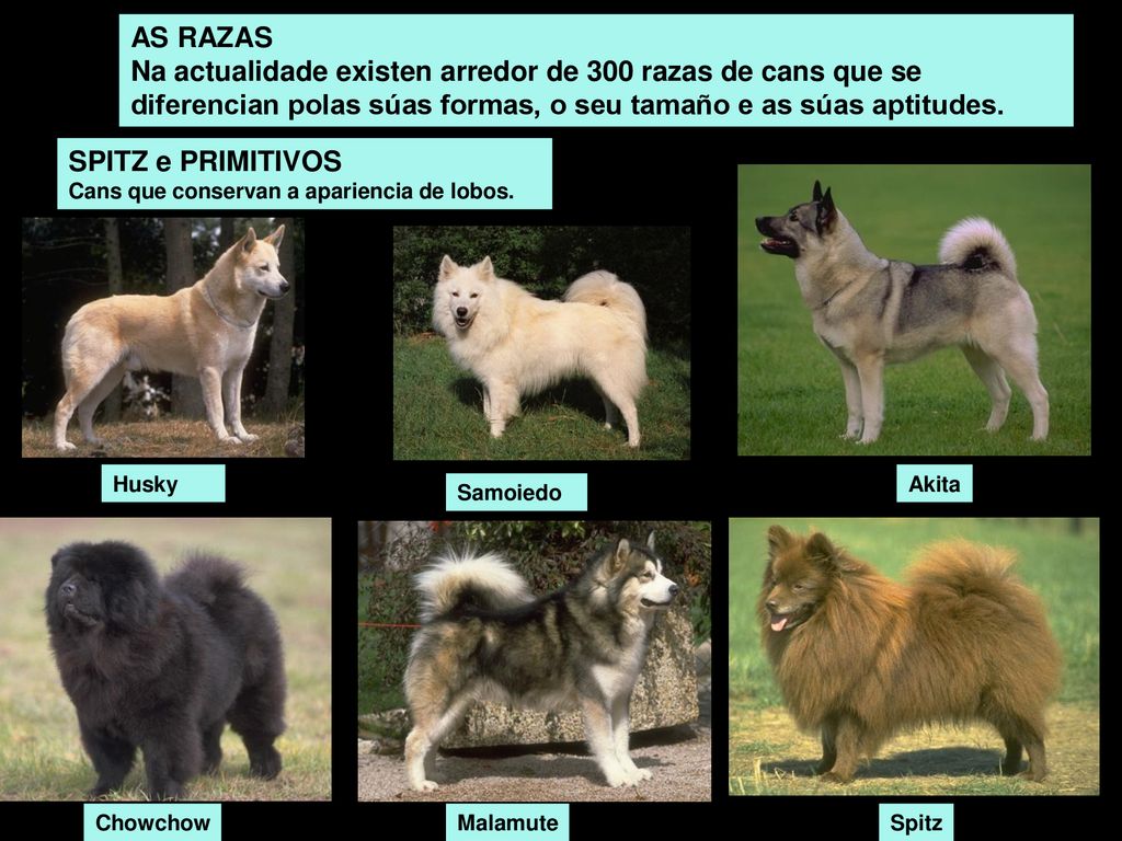 AS RAZAS Na actualidade existen arredor de 300 razas de cans que se diferencian polas súas formas, o seu tamaño e as súas aptitudes.