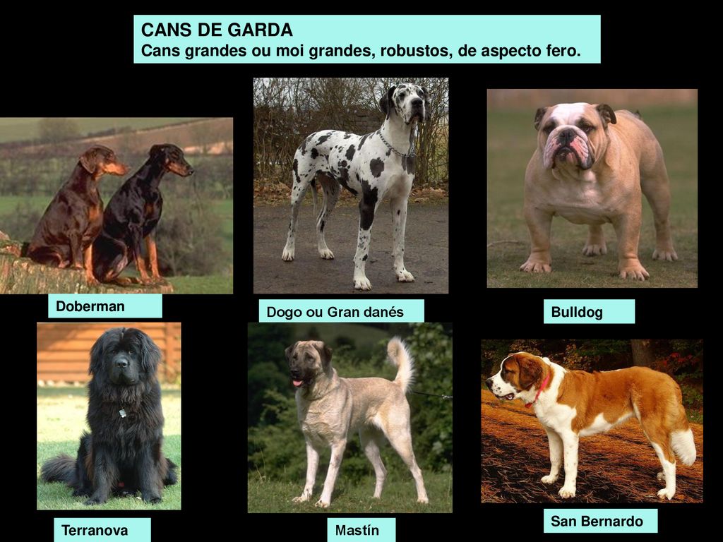 CANS DE GARDA Cans grandes ou moi grandes, robustos, de aspecto fero.