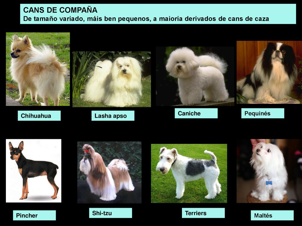 CANS DE COMPAÑA De tamaño variado, máis ben pequenos, a maioría derivados de cans de caza. Caniche.