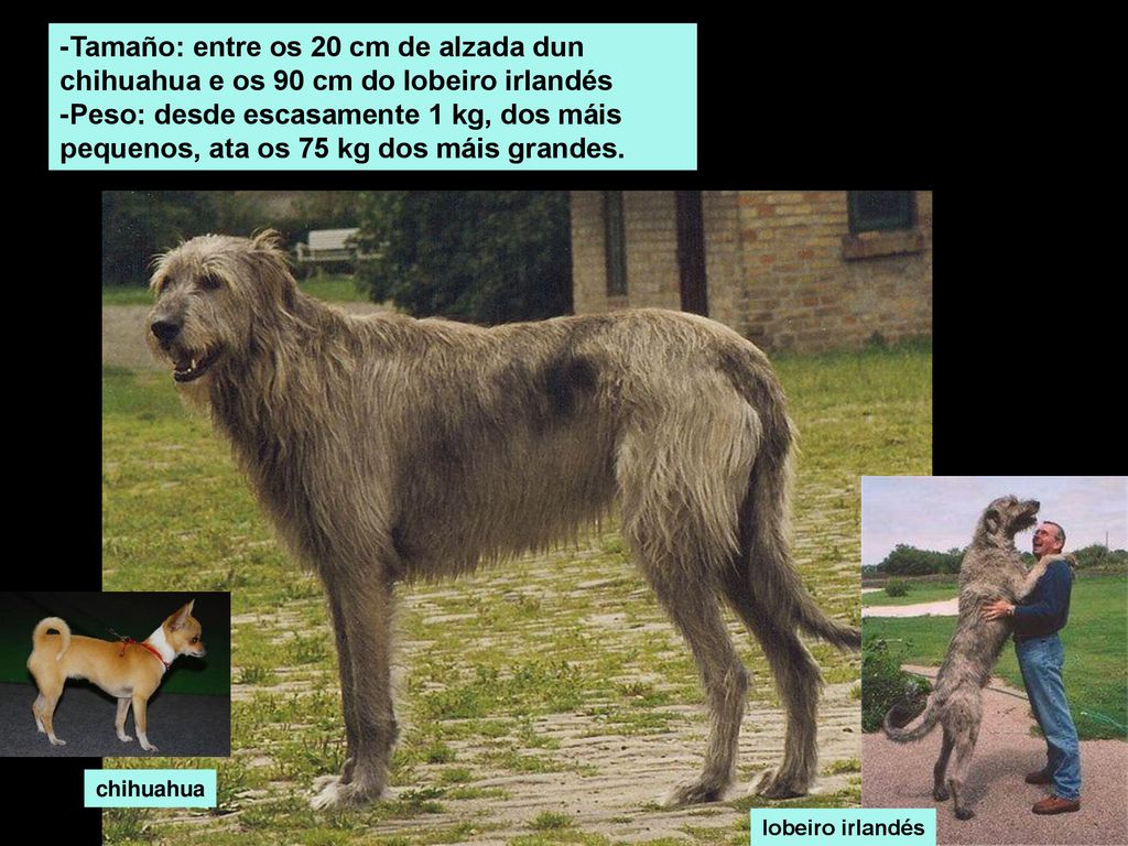 -Tamaño: entre os 20 cm de alzada dun chihuahua e os 90 cm do lobeiro irlandés