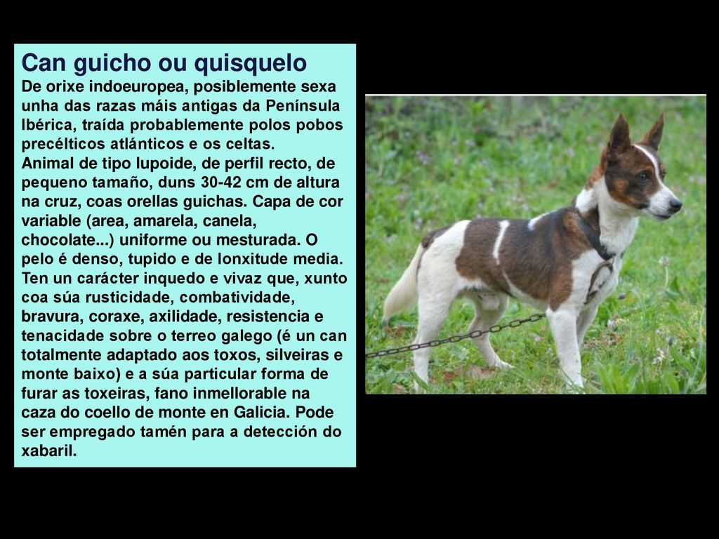 Can guicho ou quisquelo De orixe indoeuropea, posiblemente sexa unha das razas máis antigas da Península Ibérica, traída probablemente polos pobos precélticos atlánticos e os celtas.