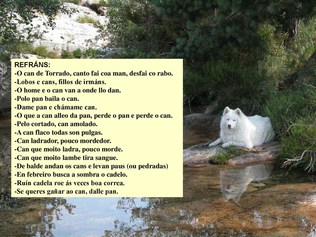 REFRÁNS: -O can de Torrado, canto fai coa man, desfai co rabo. -Lobos e cans, fillos de irmáns. -O home e o can van a onde llo dan.