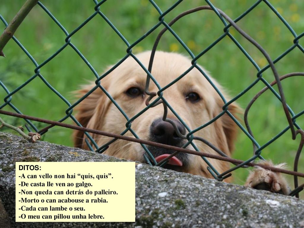 DITOS: -A can vello non hai quis, quis . -De casta lle ven ao galgo. -Non queda can detrás do palleiro.