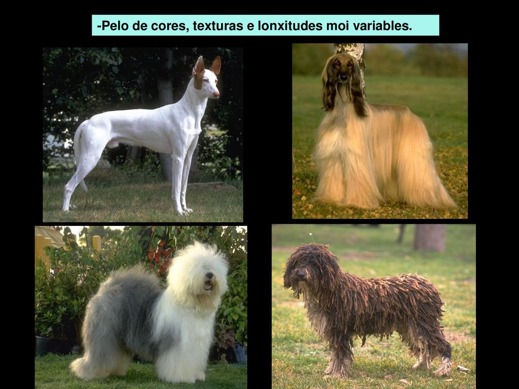 -Pelo de cores, texturas e lonxitudes moi variables.