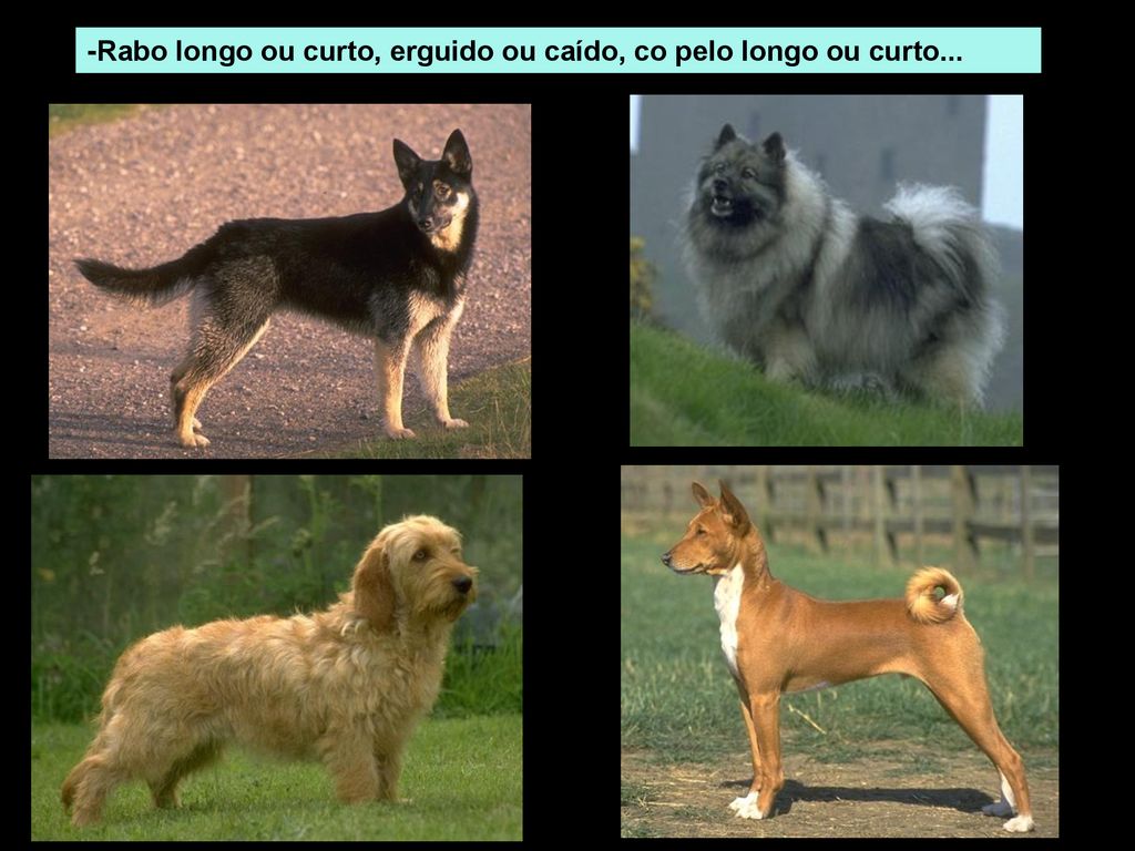 -Rabo longo ou curto, erguido ou caído, co pelo longo ou curto...