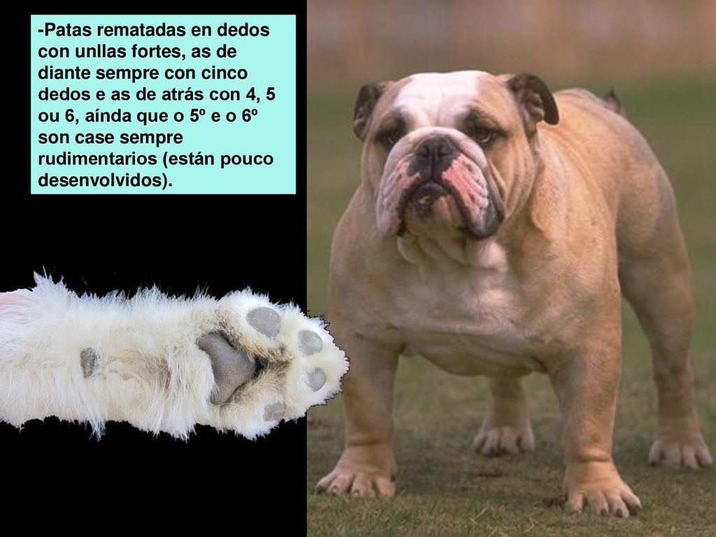 -Patas rematadas en dedos con unllas fortes, as de diante sempre con cinco dedos e as de atrás con 4, 5 ou 6, aínda que o 5º e o 6º son case sempre rudimentarios (están pouco desenvolvidos).