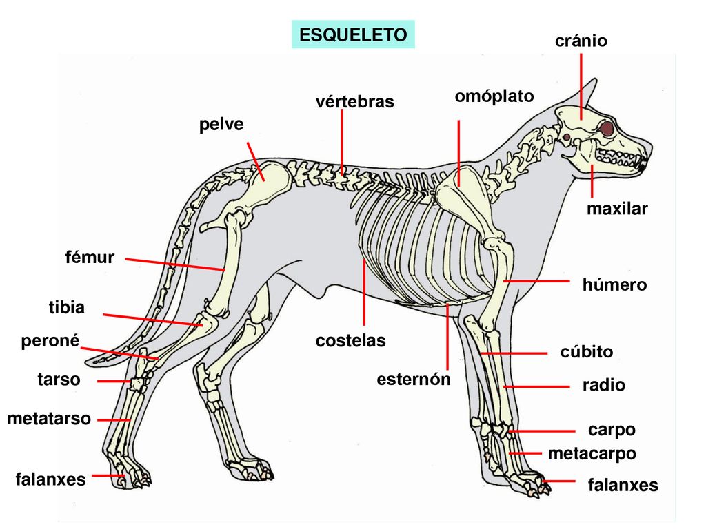 ESQUELETO cránio. omóplato. vértebras. pelve. maxilar. fémur. húmero. tibia. peroné. costelas.