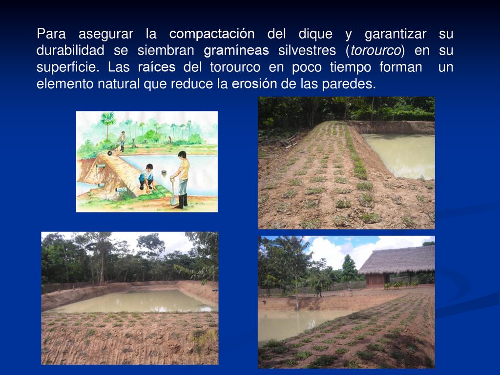 Para asegurar la compactación del dique y garantizar su durabilidad se siembran gramíneas silvestres (torourco) en su superficie.
