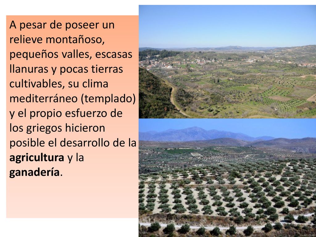 A pesar de poseer un relieve montañoso, pequeños valles, escasas llanuras y pocas tierras cultivables, su clima mediterráneo (templado) y el propio esfuerzo de los griegos hicieron posible el desarrollo de la agricultura y la ganadería.