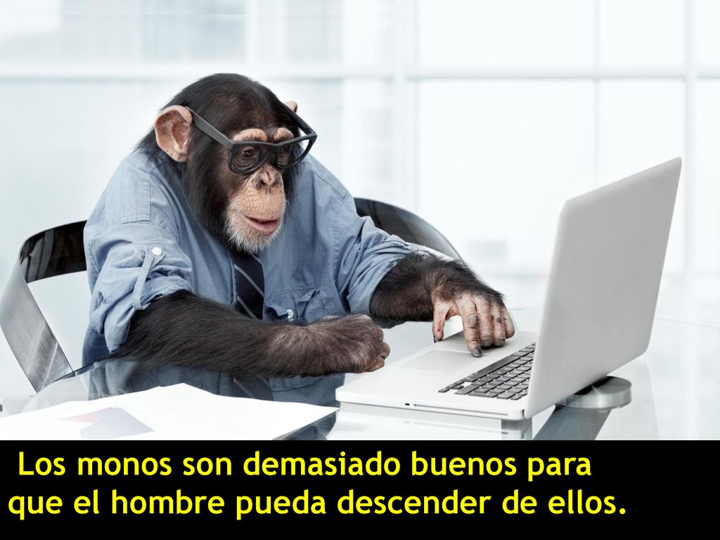 Los monos son demasiado buenos para que el hombre pueda descender de ellos.