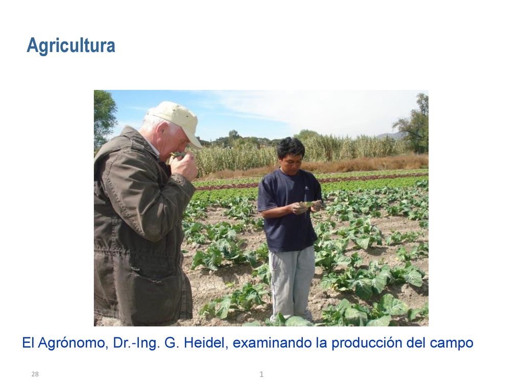 Agricultura Folie optional. El Agrónomo, Dr.-Ing. G. Heidel, examinando la producción del campo. 1.