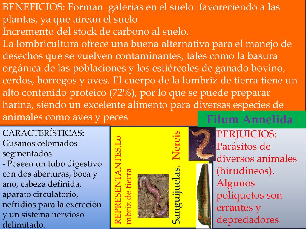 BENEFICIOS: Forman galerías en el suelo favoreciendo a las plantas, ya que airean el suelo