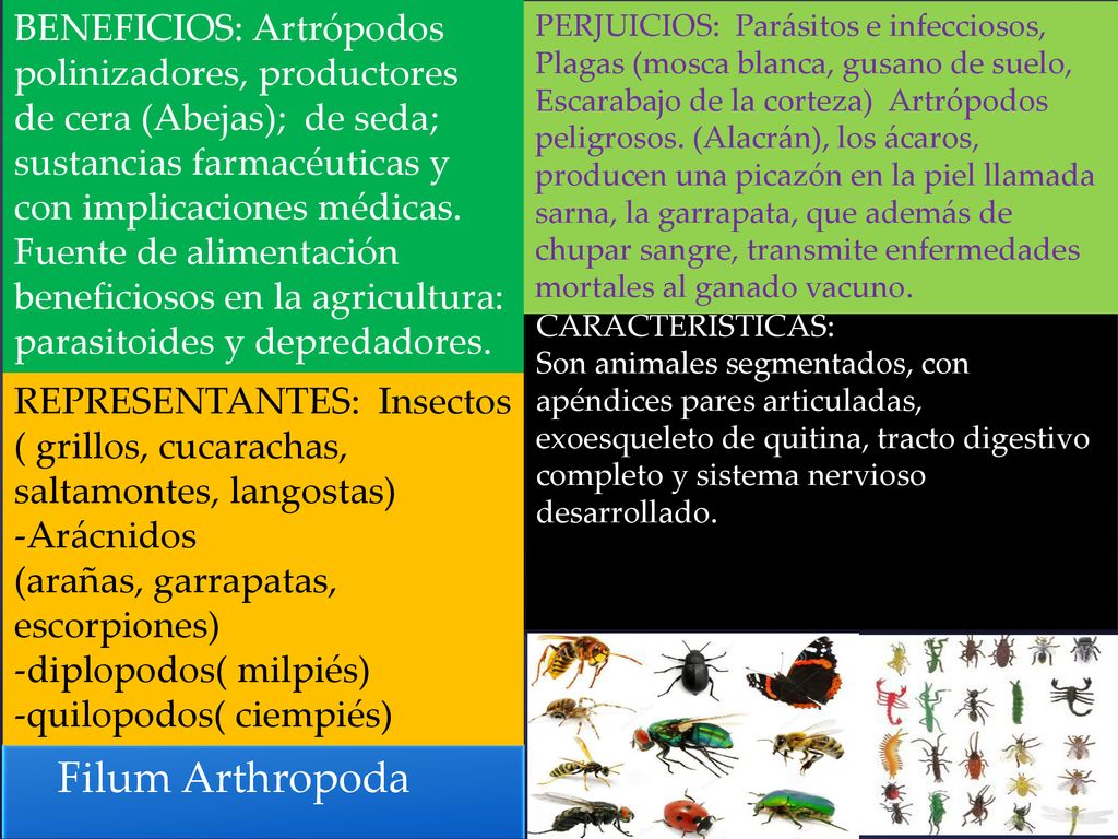 BENEFICIOS: Artrópodos polinizadores, productores de cera (Abejas); de seda; sustancias farmacéuticas y con implicaciones médicas. Fuente de alimentación beneficiosos en la agricultura: parasitoides y depredadores.