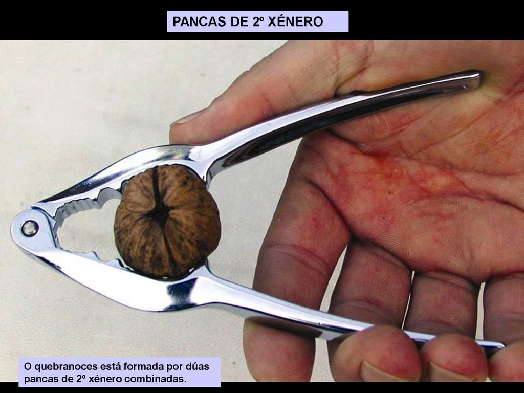 PANCAS DE 2º XÉNERO O quebranoces está formada por dúas pancas de 2º xénero combinadas.