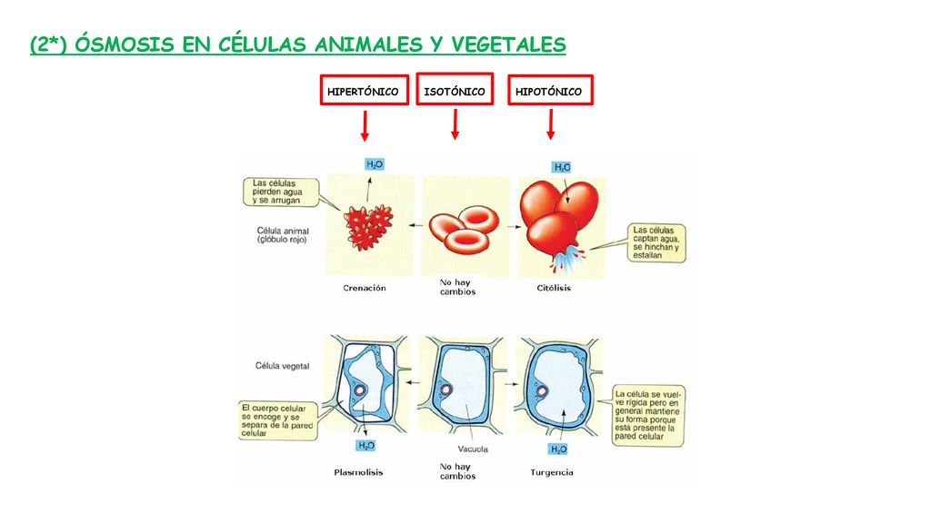 (2*) ÓSMOSIS EN CÉLULAS ANIMALES Y VEGETALES HIPERTÓNICO ISOTÓNICO HIPOTÓNICO