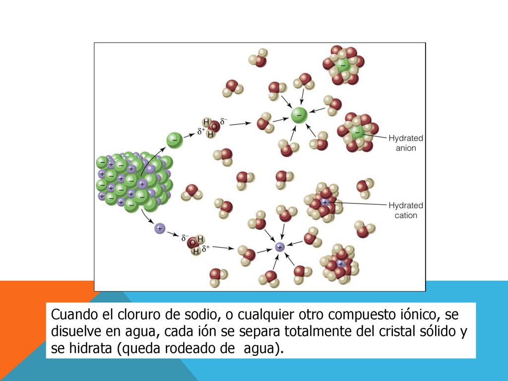 Cuando el cloruro de sodio, o cualquier otro compuesto iónico, se disuelve en agua, cada ión se separa totalmente del cristal sólido y se hidrata (queda rodeado de agua).