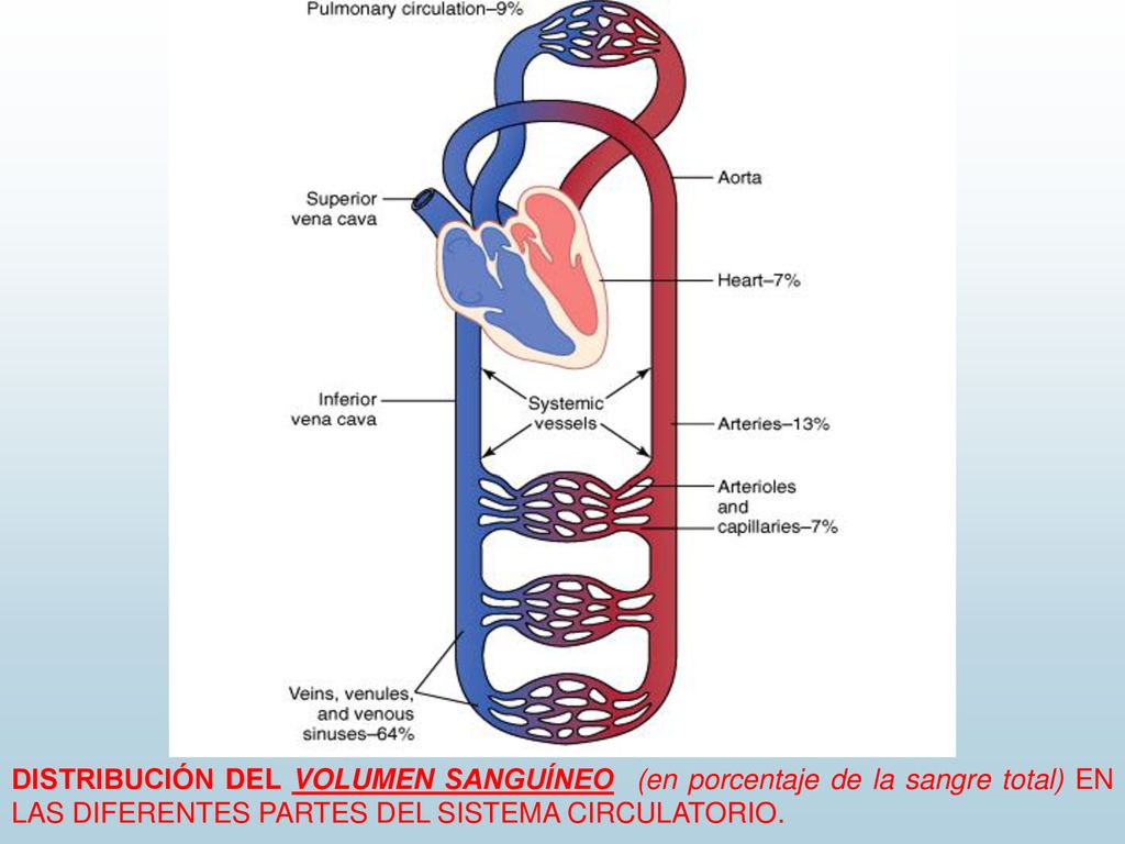 DISTRIBUCIÓN DEL VOLUMEN SANGUÍNEO (en porcentaje de la sangre total) EN LAS DIFERENTES PARTES DEL SISTEMA CIRCULATORIO.