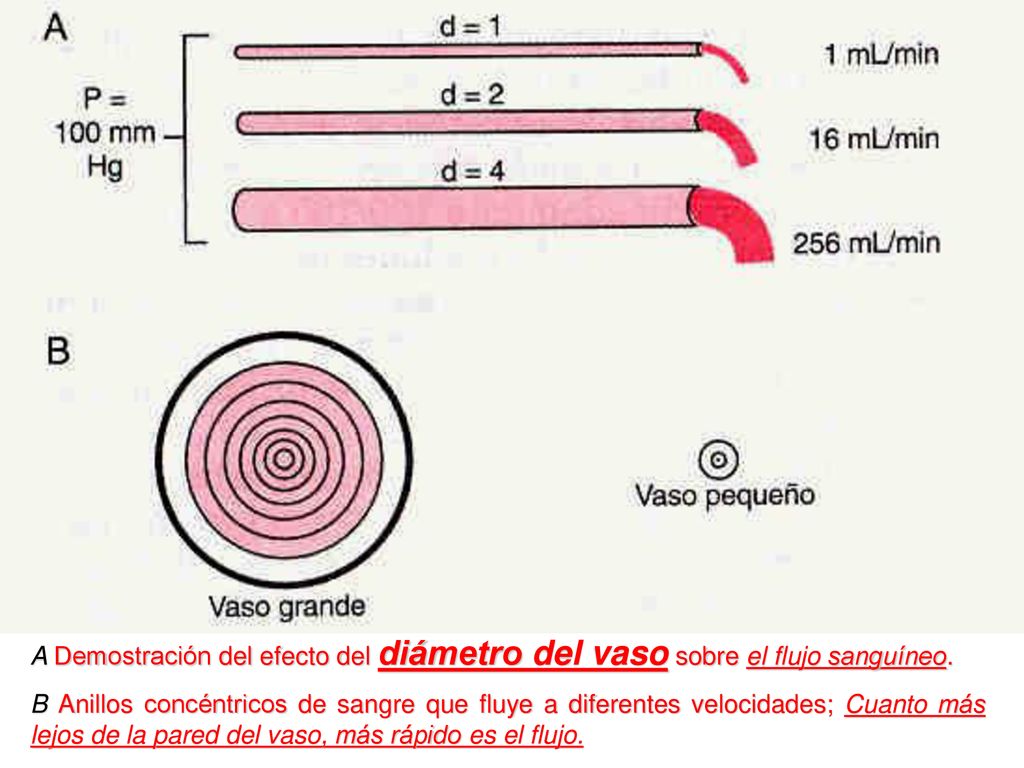 A Demostración del efecto del diámetro del vaso sobre el flujo sanguíneo.