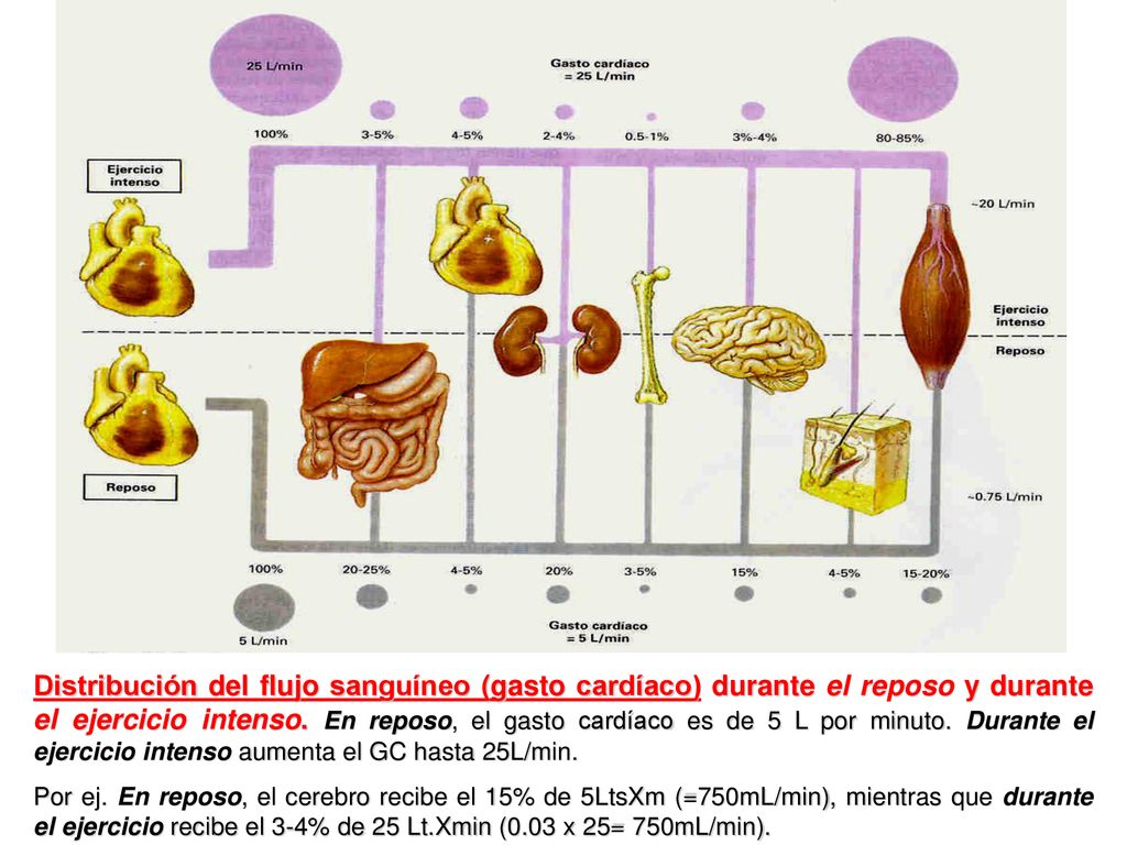 Distribución del flujo sanguíneo (gasto cardíaco) durante el reposo y durante el ejercicio intenso. En reposo, el gasto cardíaco es de 5 L por minuto. Durante el ejercicio intenso aumenta el GC hasta 25L/min.