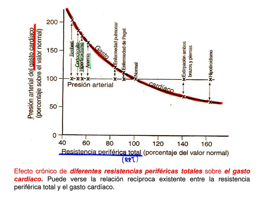 Efecto crónico de diferentes resistencias periféricas totales sobre el gasto cardíaco.