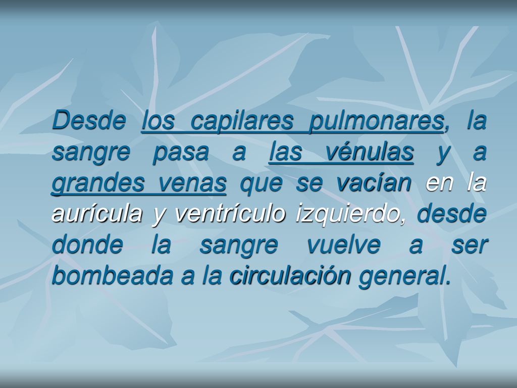 Desde los capilares pulmonares, la sangre pasa a las vénulas y a grandes venas que se vacían en la aurícula y ventrículo izquierdo, desde donde la sangre vuelve a ser bombeada a la circulación general.