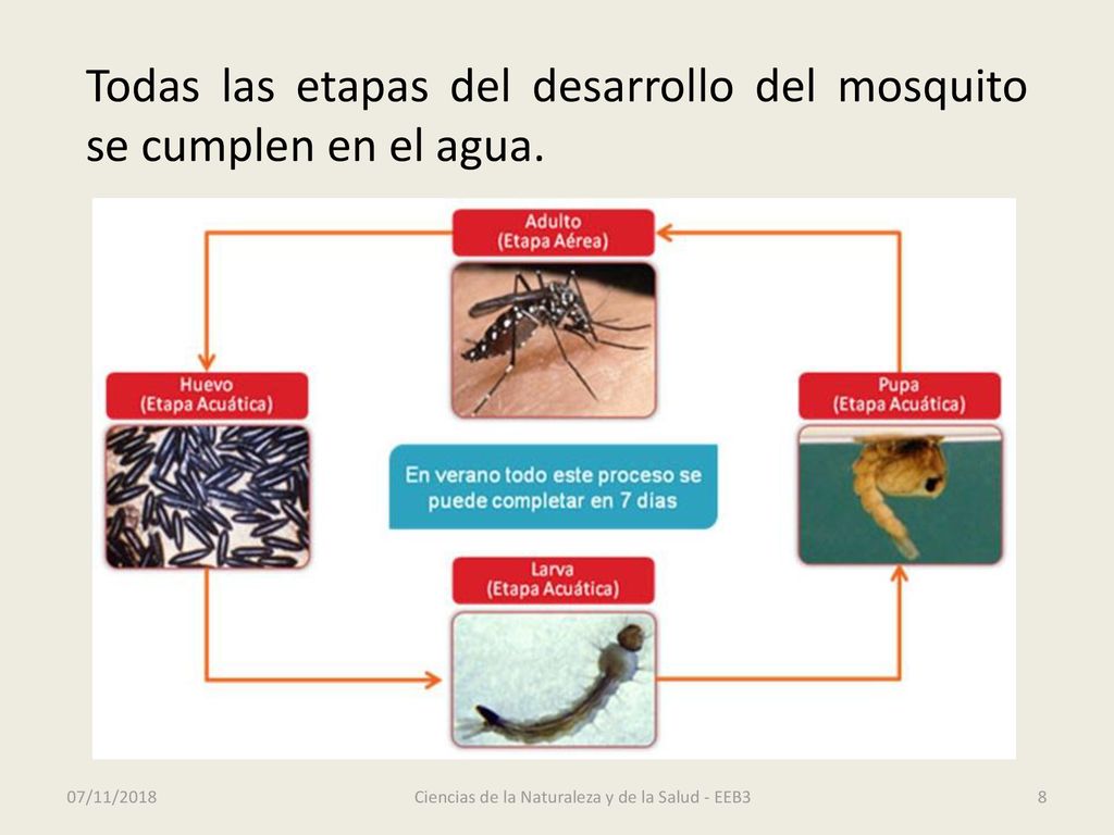 Ciencias de la Naturaleza y de la Salud - EEB3
