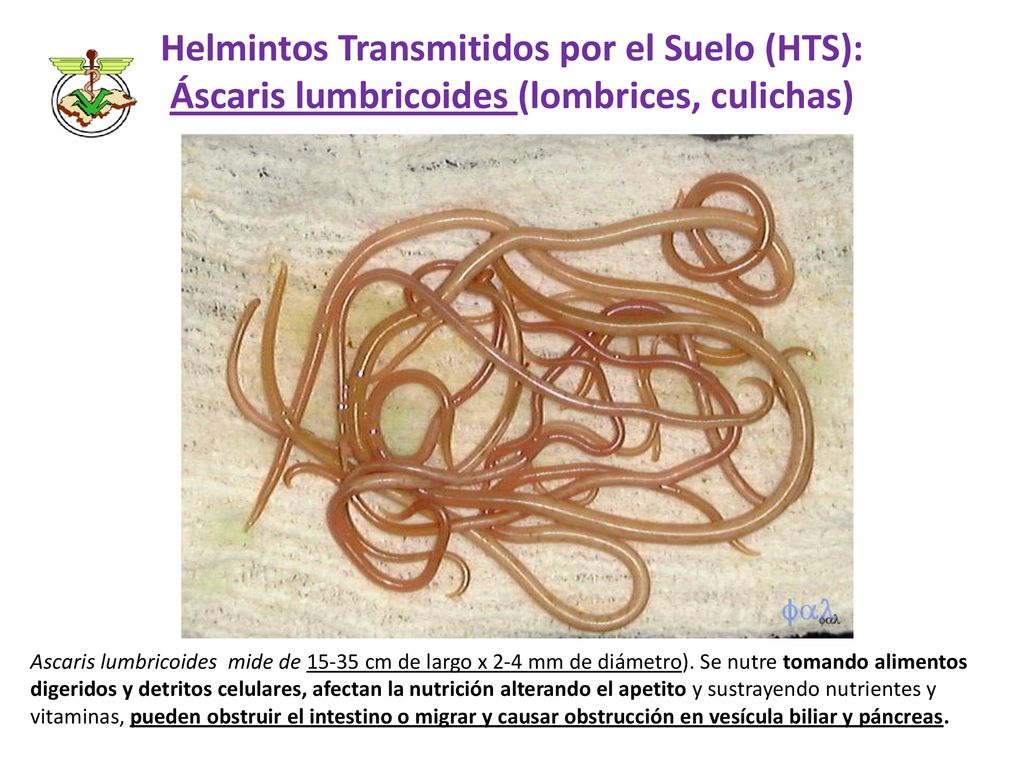 Helmintos Transmitidos por el Suelo (HTS): Áscaris lumbricoides (lombrices, culichas)