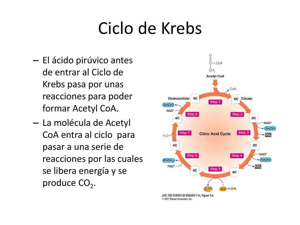 Ciclo de Krebs El ácido pirúvico antes de entrar al Ciclo de Krebs pasa por unas reacciones para poder formar Acetyl CoA.