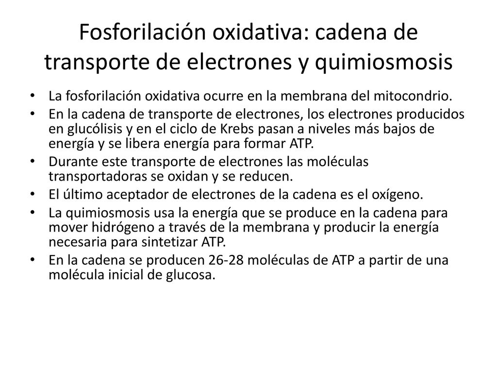 Fosforilación oxidativa: cadena de transporte de electrones y quimiosmosis