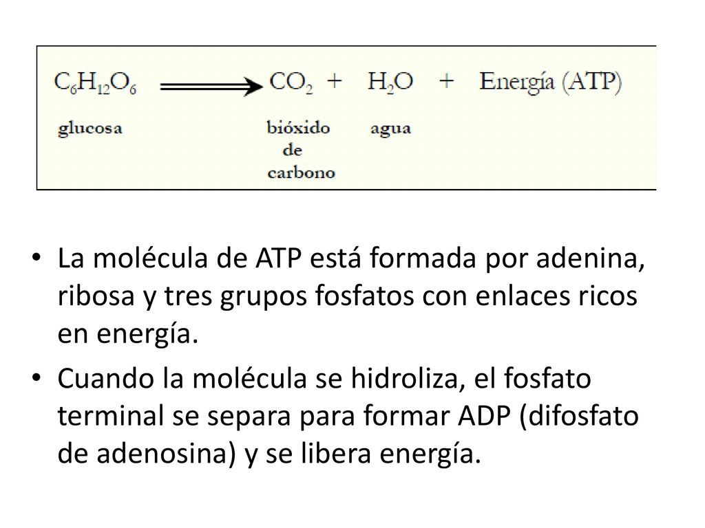 La molécula de ATP está formada por adenina, ribosa y tres grupos fosfatos con enlaces ricos en energía.