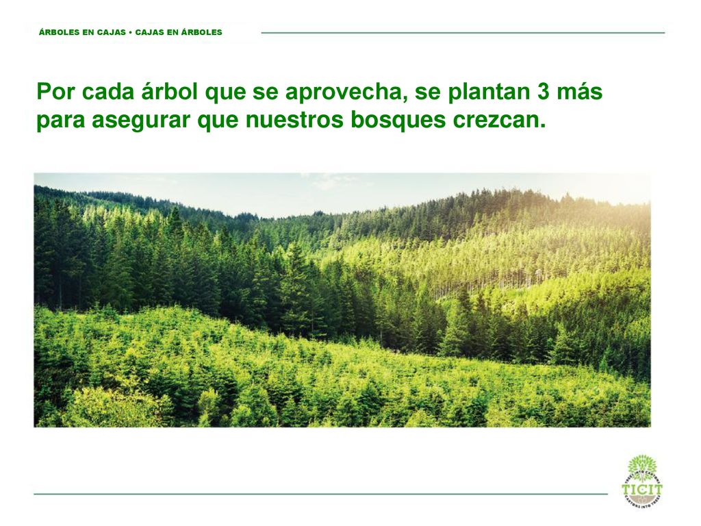Por cada árbol que se aprovecha, se plantan 3 más